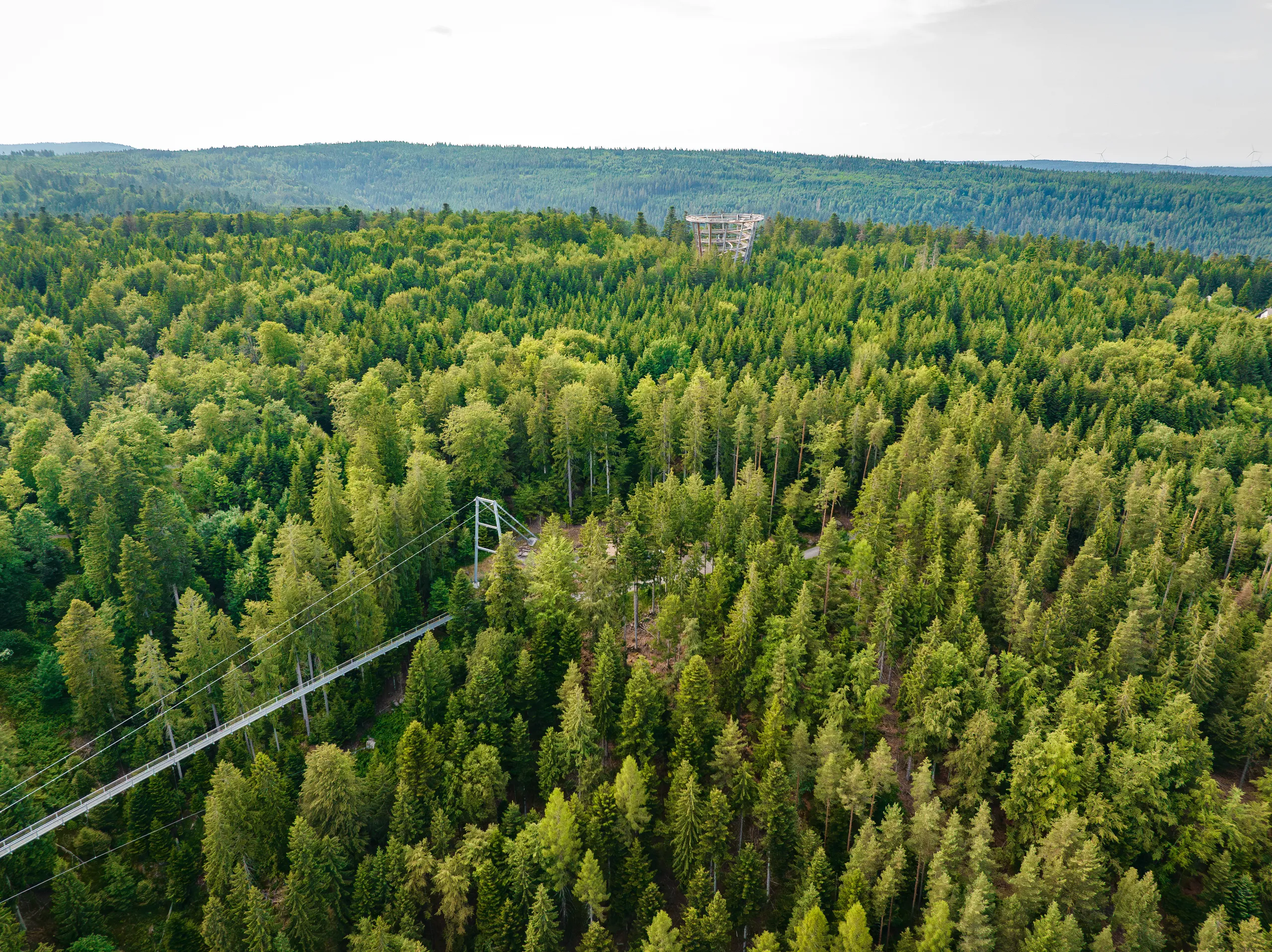 Wildline Hängebrücke
